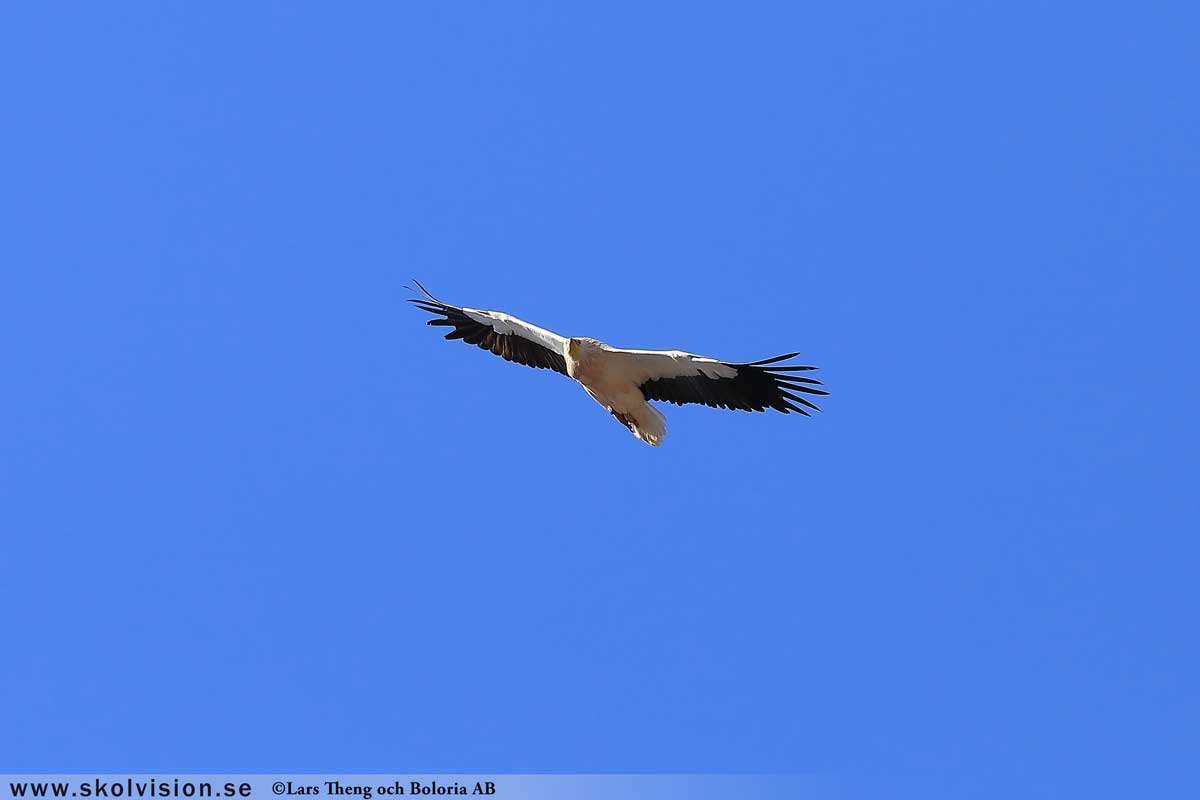 Fiskgjuse, Pandion haliaetus