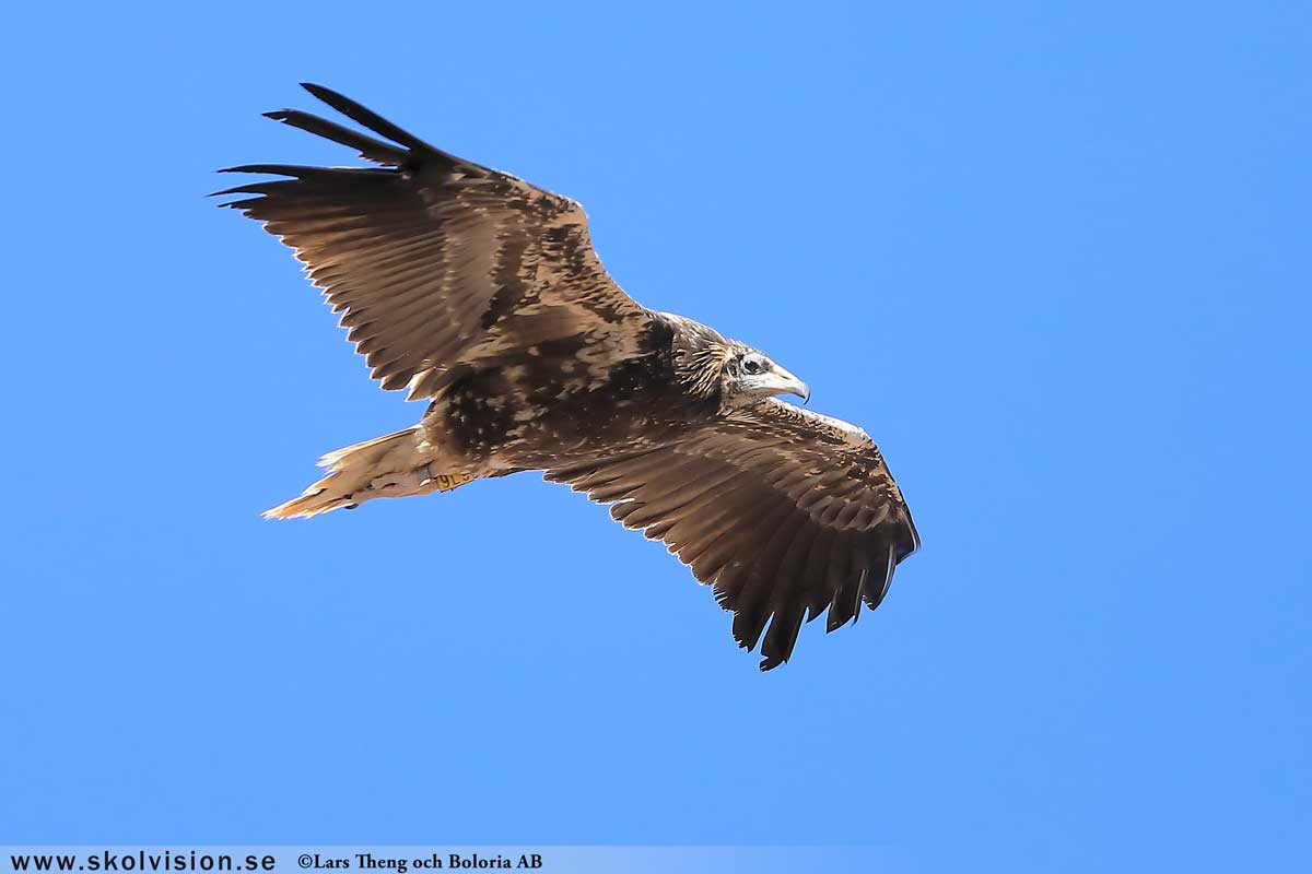 Fiskgjuse, Pandion haliaetus