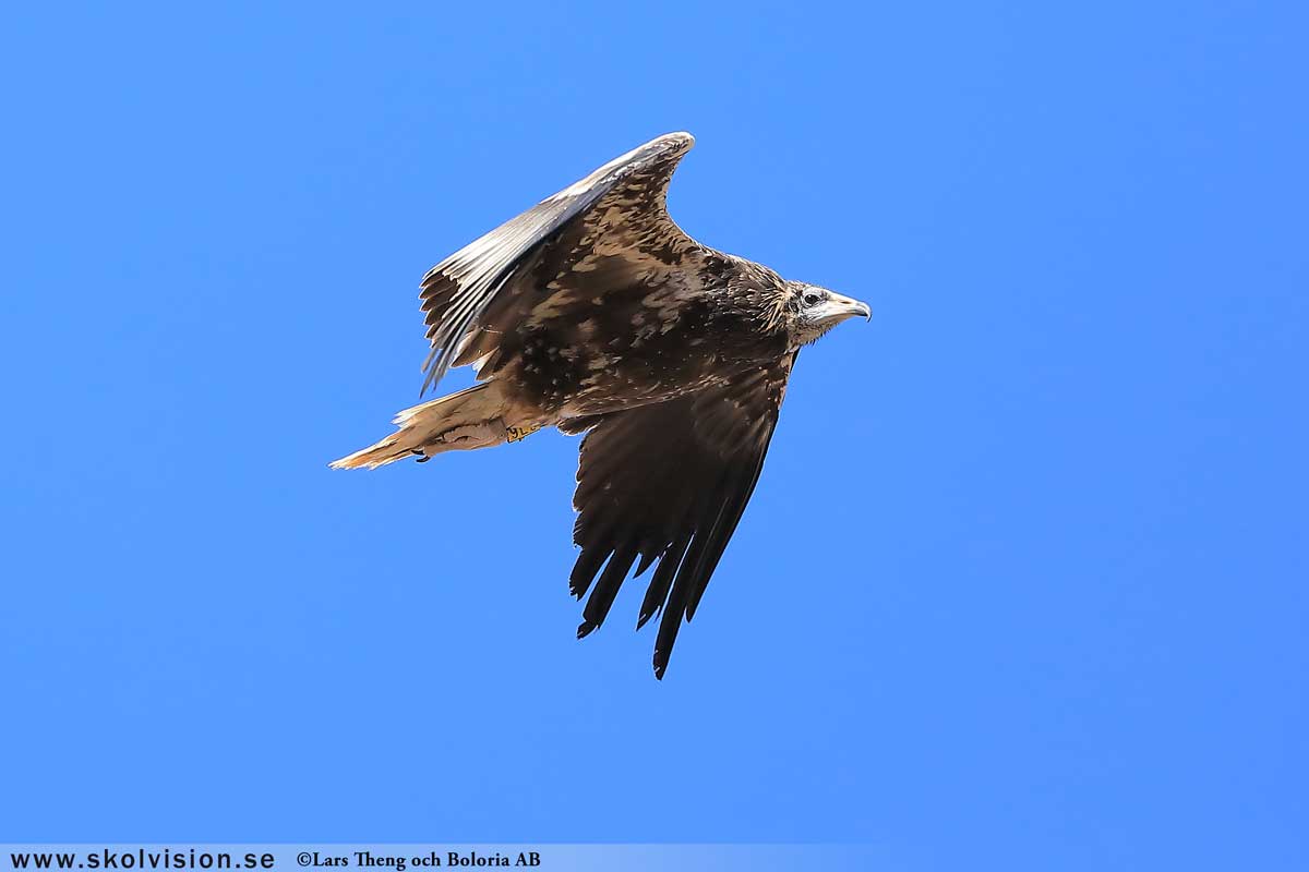 Fiskgjuse, Pandion haliaetus