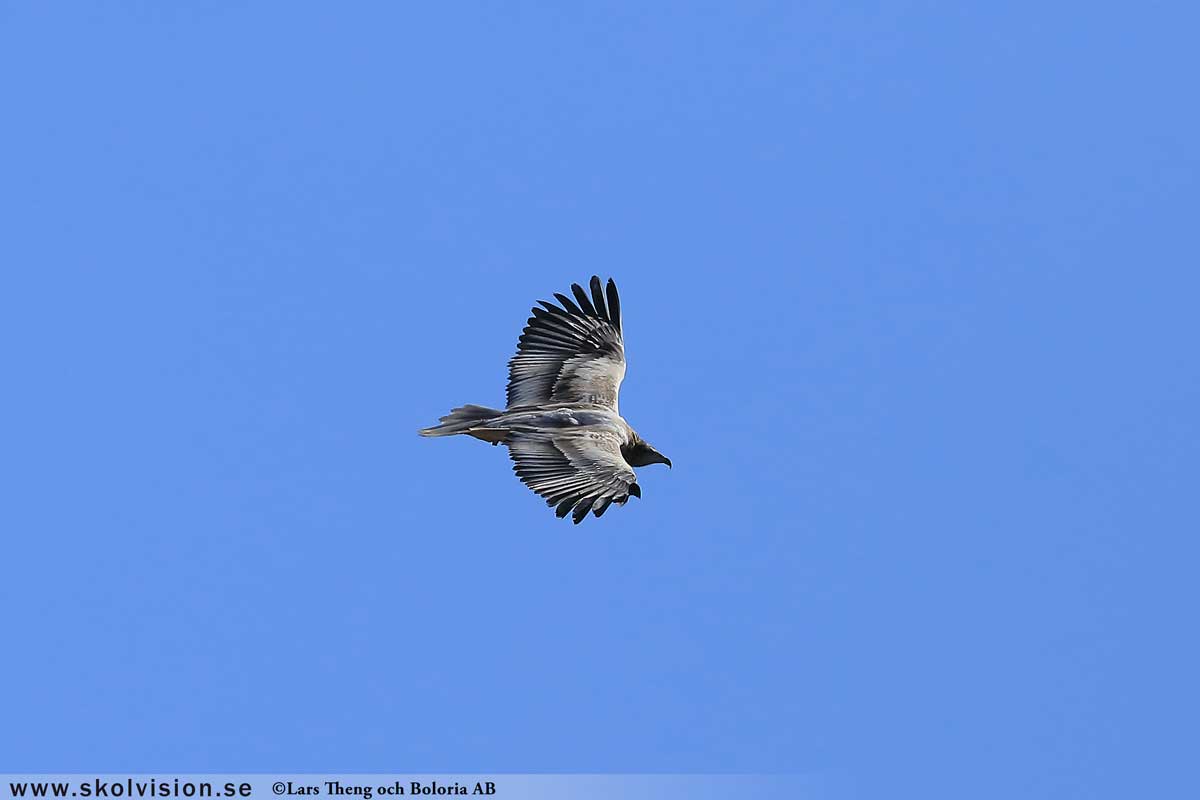 Fiskgjuse, Pandion haliaetus