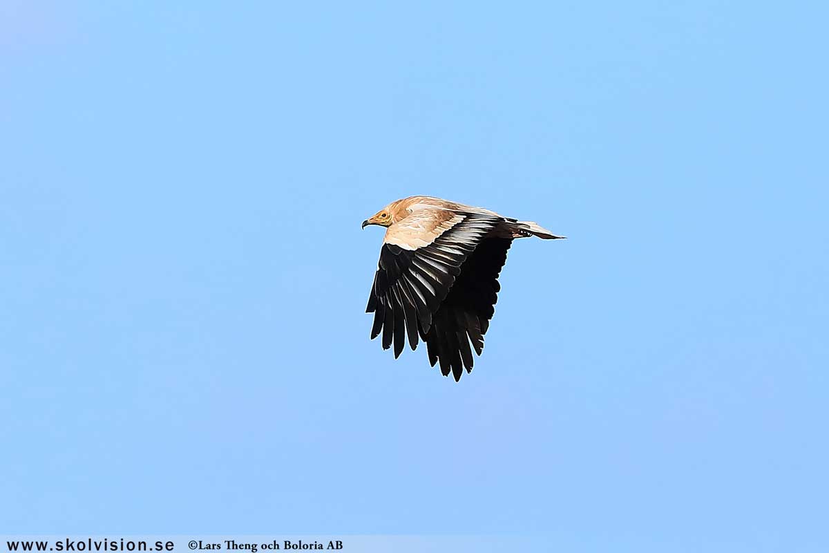 Fiskgjuse, Pandion haliaetus