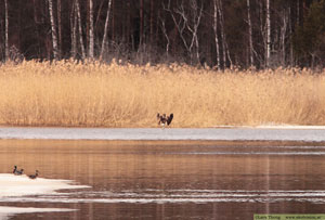 Fiskgjuse, Pandion haliaetus