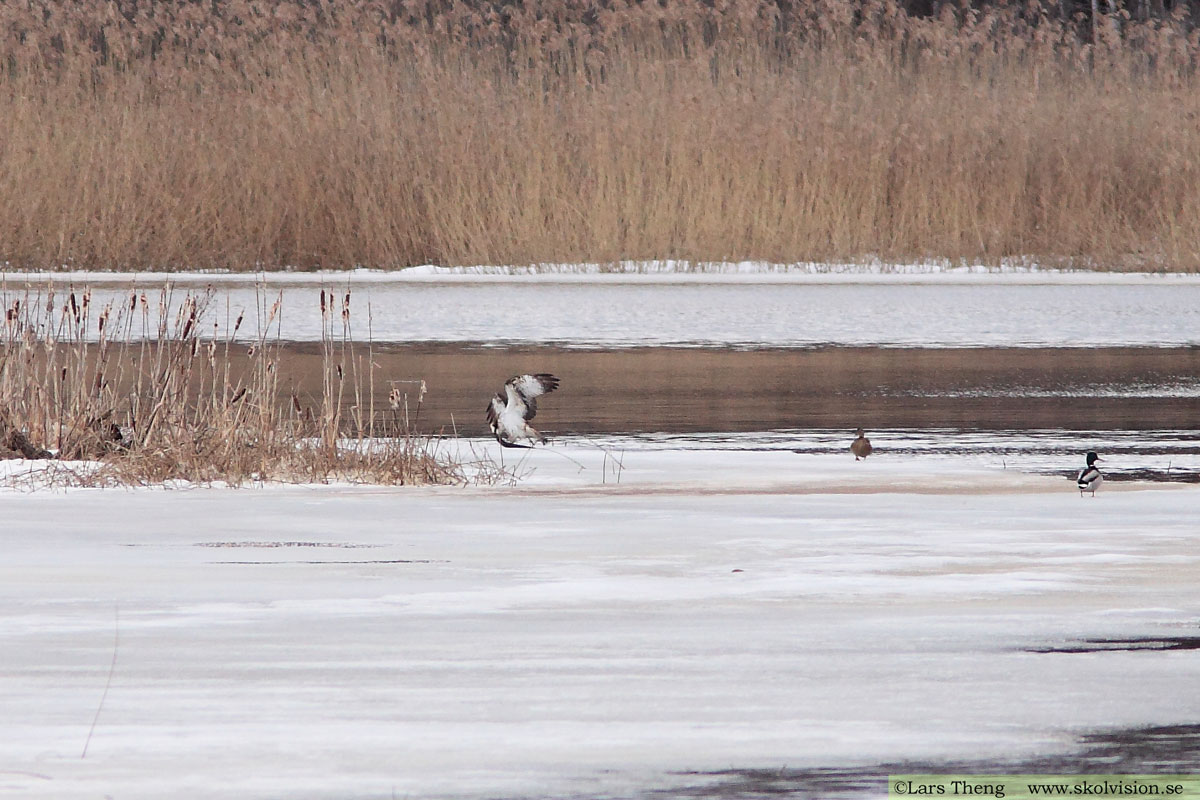 Fiskgjuse, Pandion haliaetus