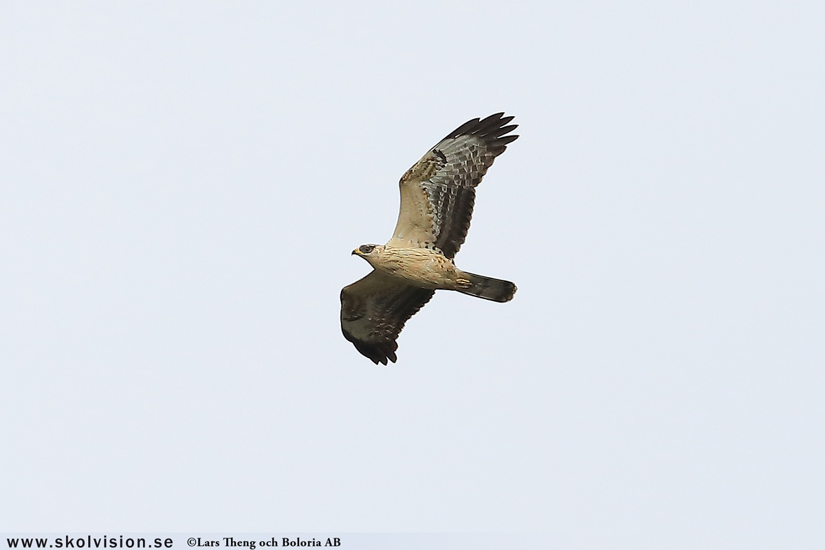 Fiskgjuse, Pandion haliaetus