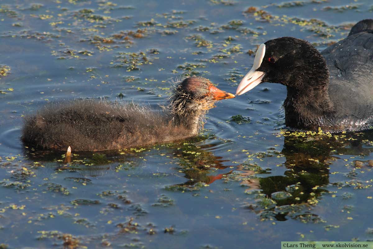 Sothöna, Fulica atra