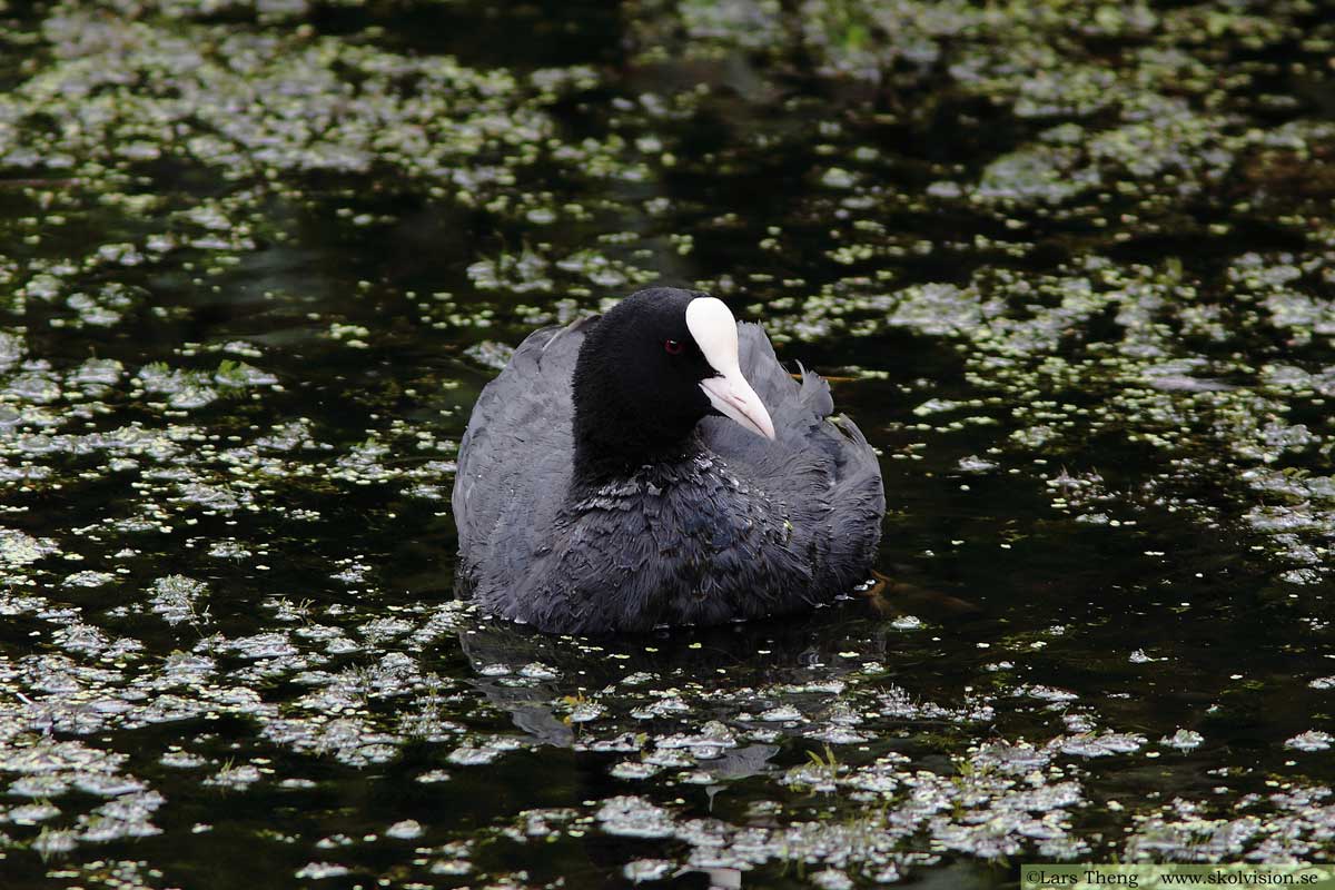 Sothöna, Fulica atra