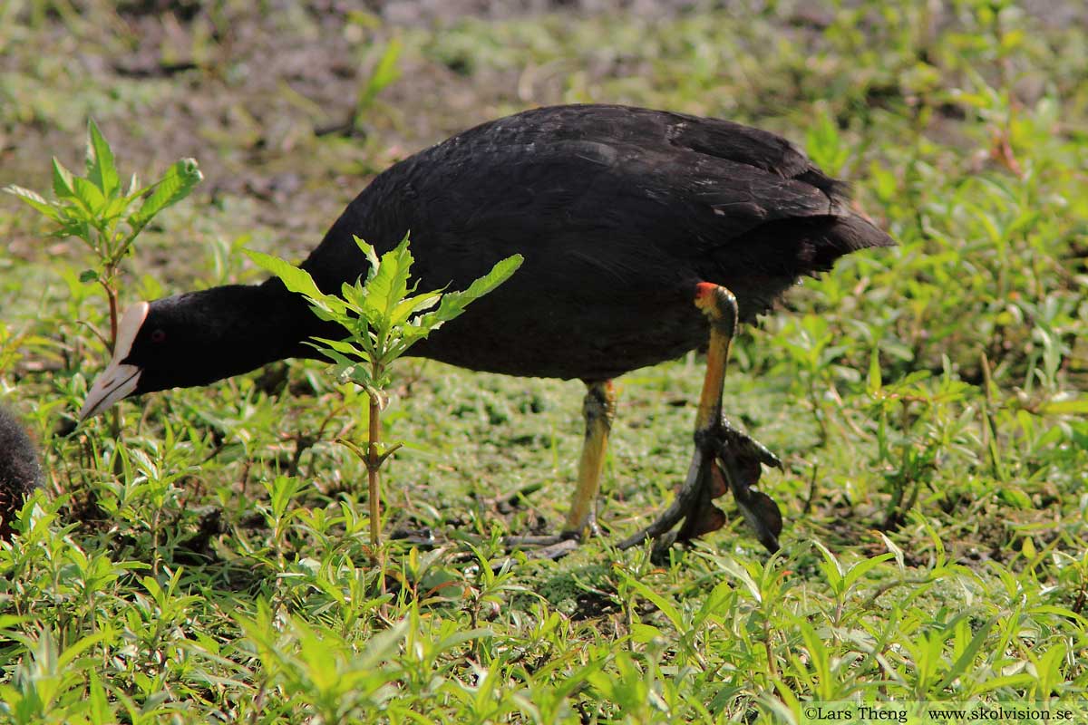 Sothöna, Fulica atra