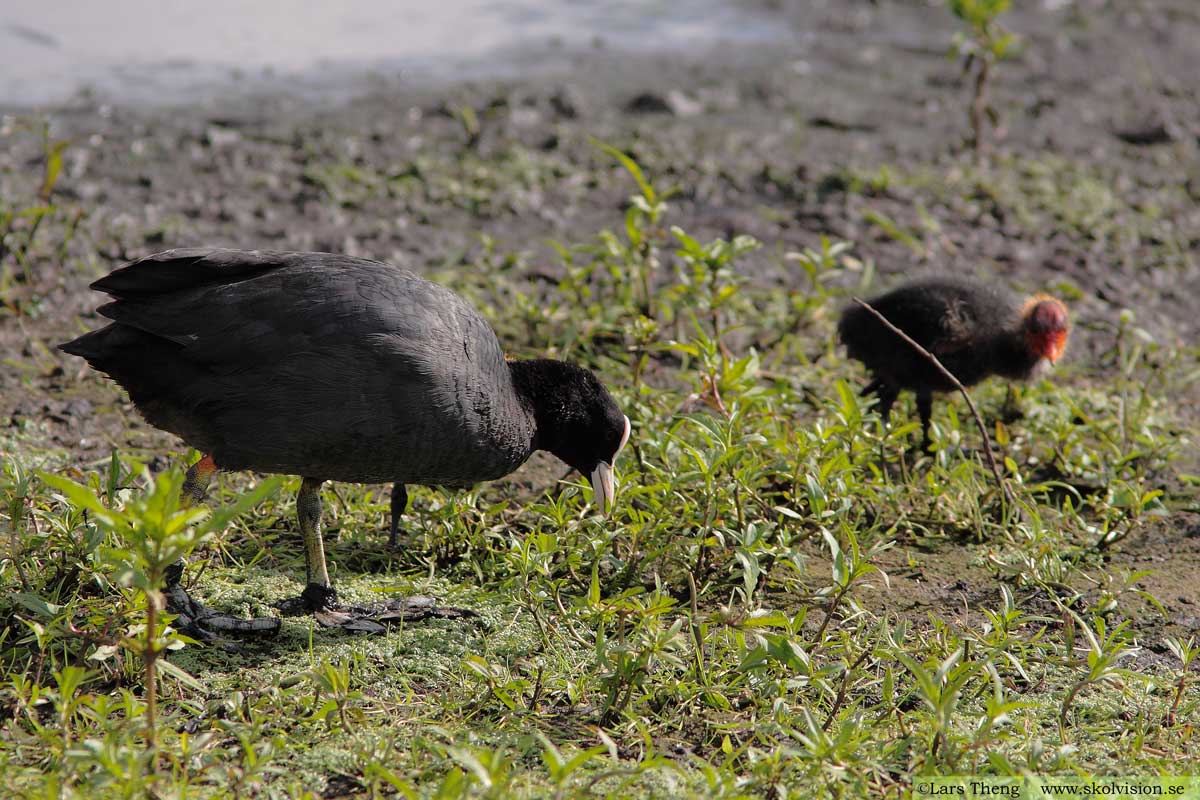 Sothöna, Fulica atra