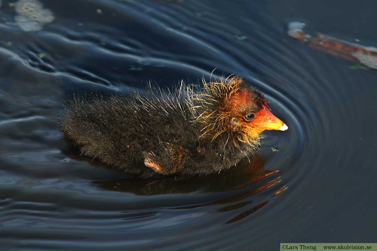 Sothöna, Fulica atra