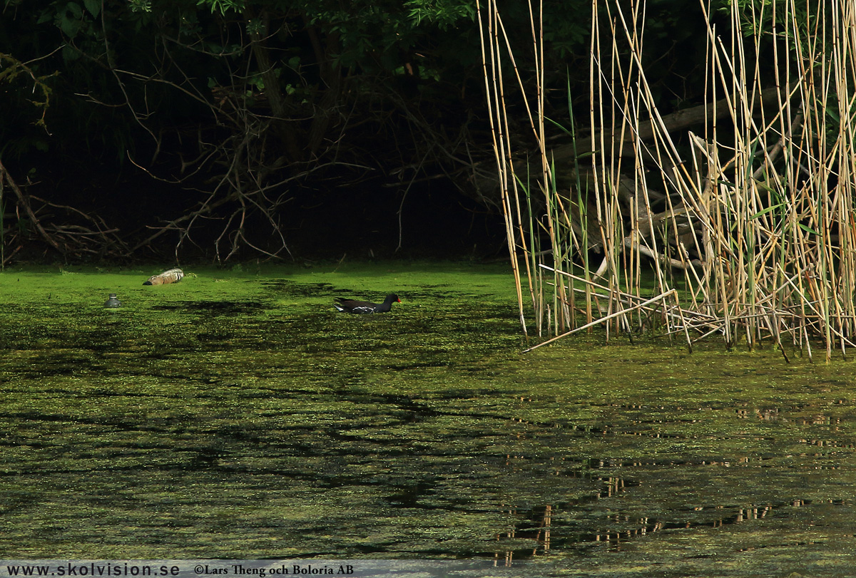 Rörhöna, Gallinula chloropus