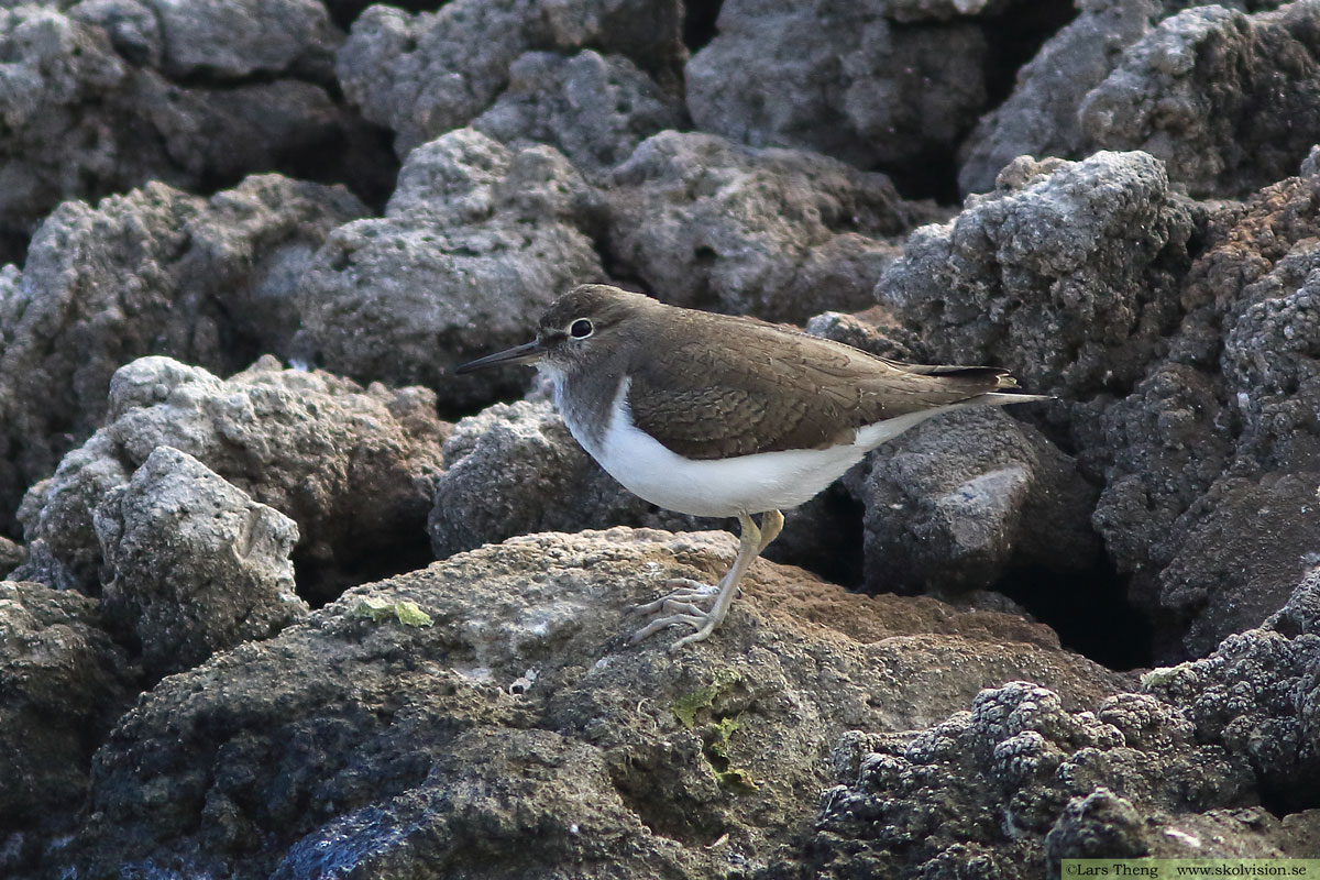 Drillsnäppa, Actitis hypoleucos