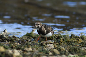 Roskarl, Arenaria interpres