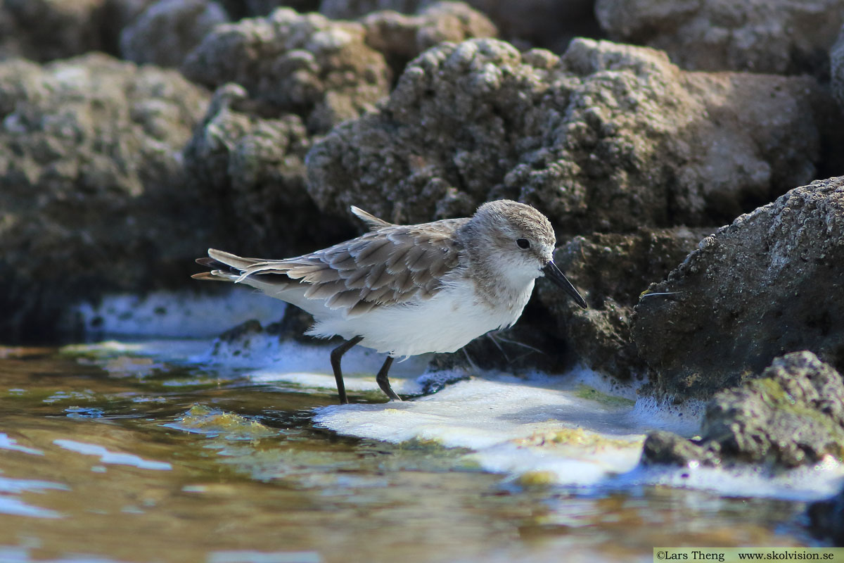 Sandlöpare, Calidris alba