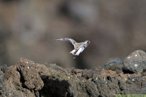 Sandlöpare, Calidris alba