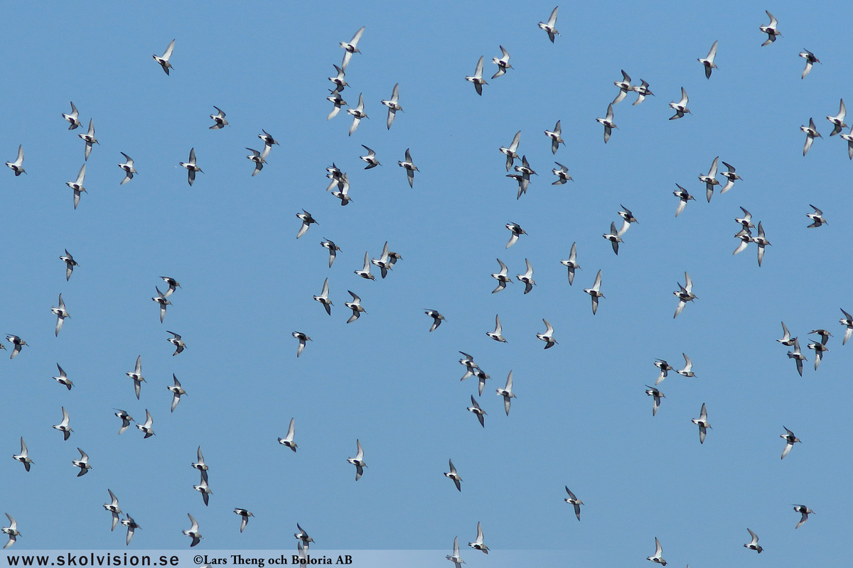 Kärrsnäppa, Calidris alpina