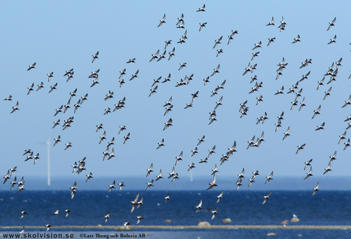 Kärrsnäppa, Calidris alpina