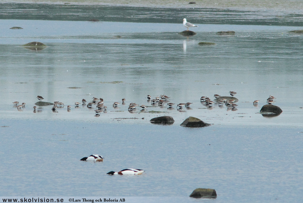 Kärrsnäppa, Calidris alpina