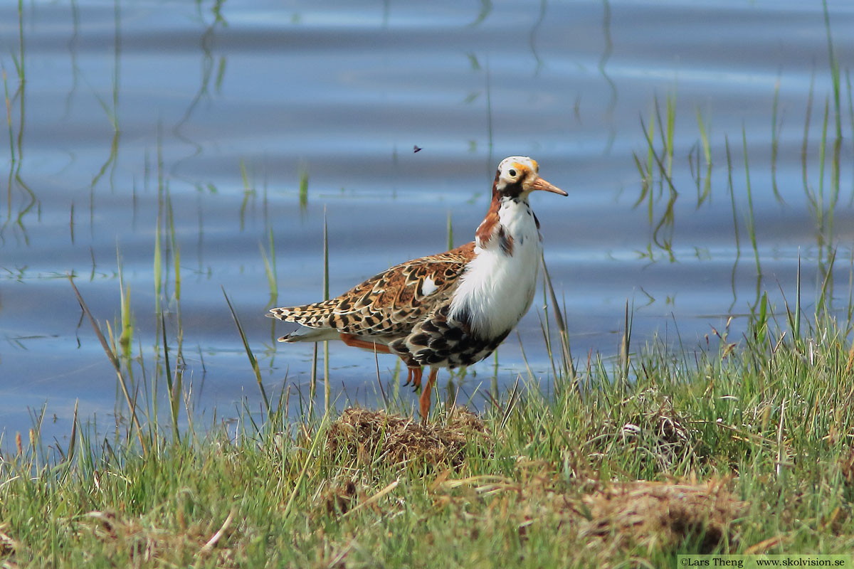 Brushane, Calidris pugnax