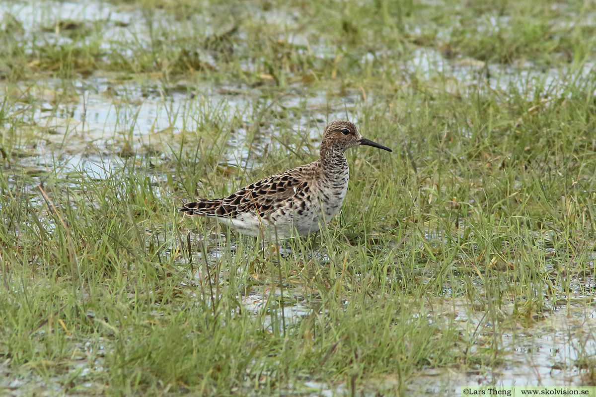 Brushane, Calidris pugnax