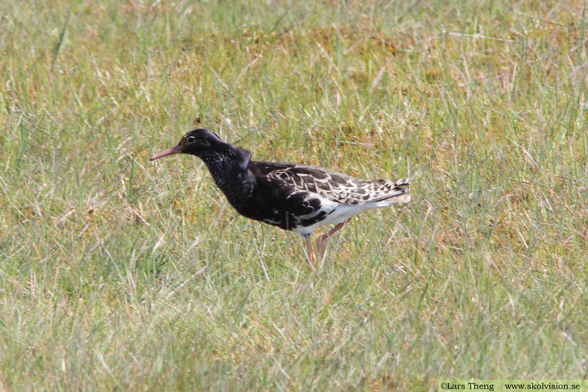 Brushane, Calidris pugnax