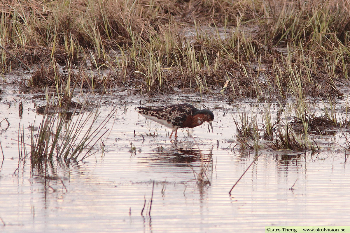 Brushane, Calidris pugnax