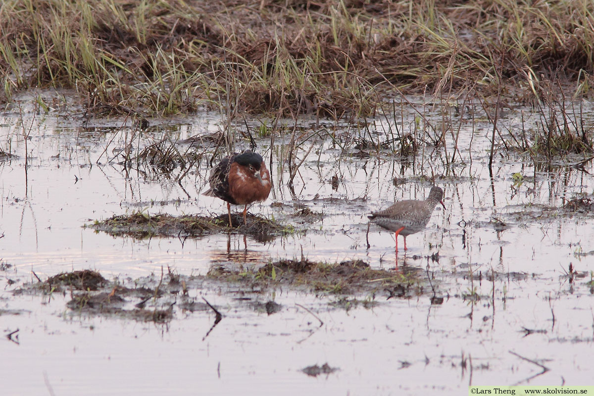 Brushane, Calidris pugnax