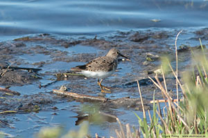 Mosnäppa, Calidris temminckii