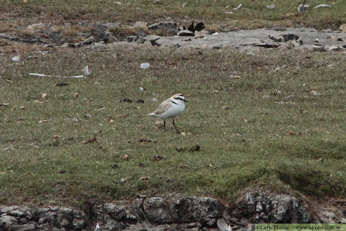 Svartbent strandpipare, Charadrius alexandrinus