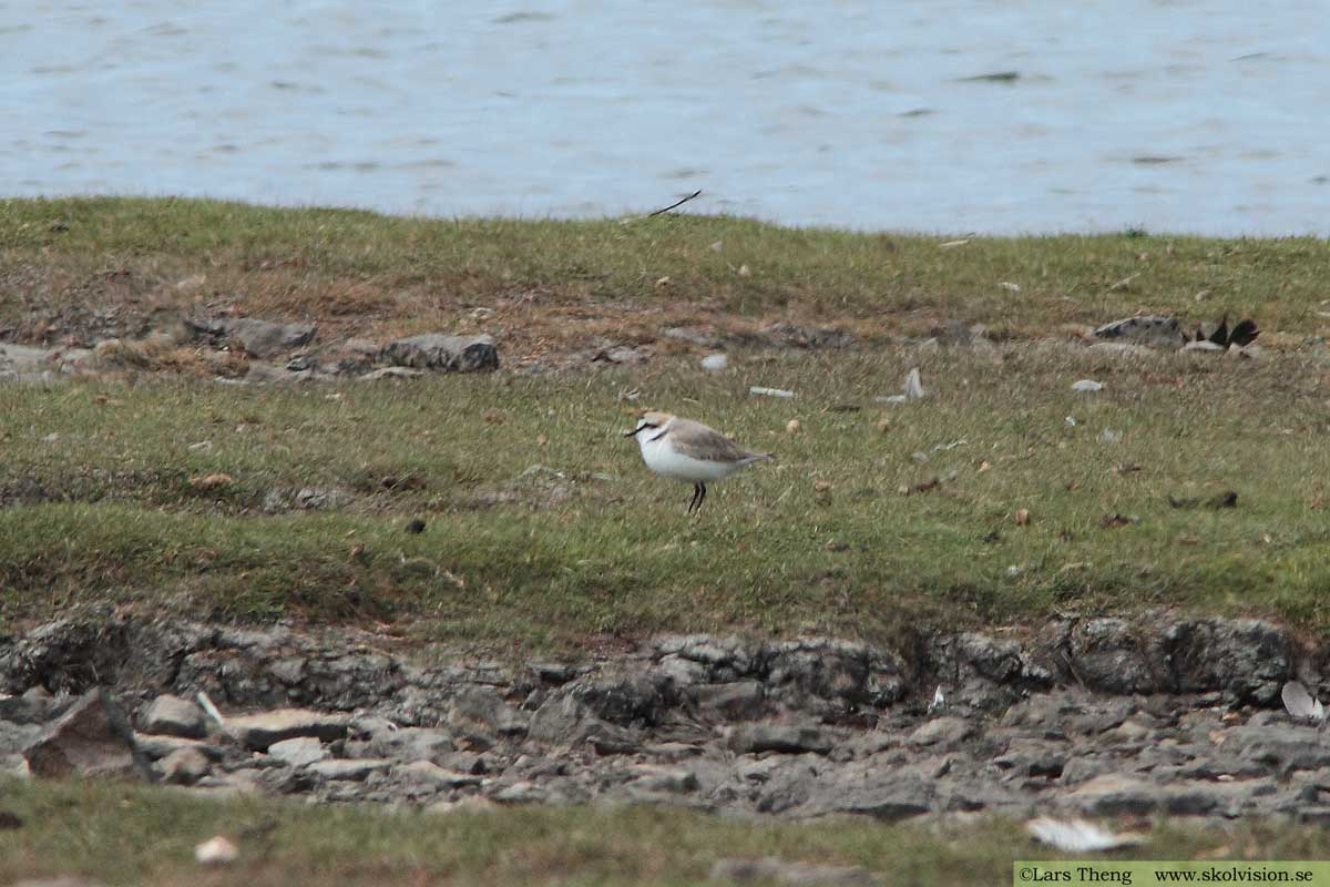 Svartbent strandpipare, Charadrius alexandrinus