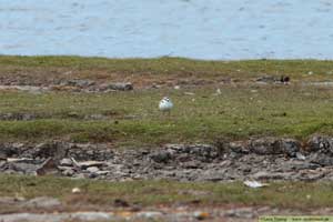 Svartbent strandpipare, Charadrius alexandrinus