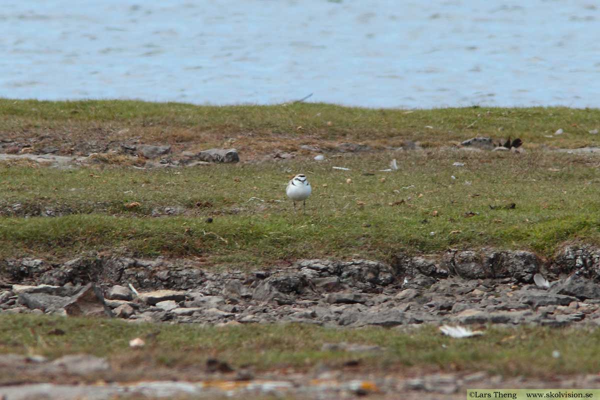 Svartbent strandpipare, Charadrius alexandrinus