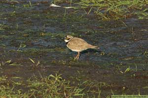 Mindre strandpipare, Charadrius dubius