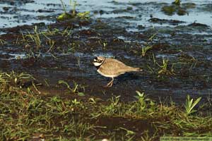 Mindre strandpipare, Charadrius dubius