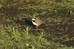 Mindre strandpipare, Charadrius dubius