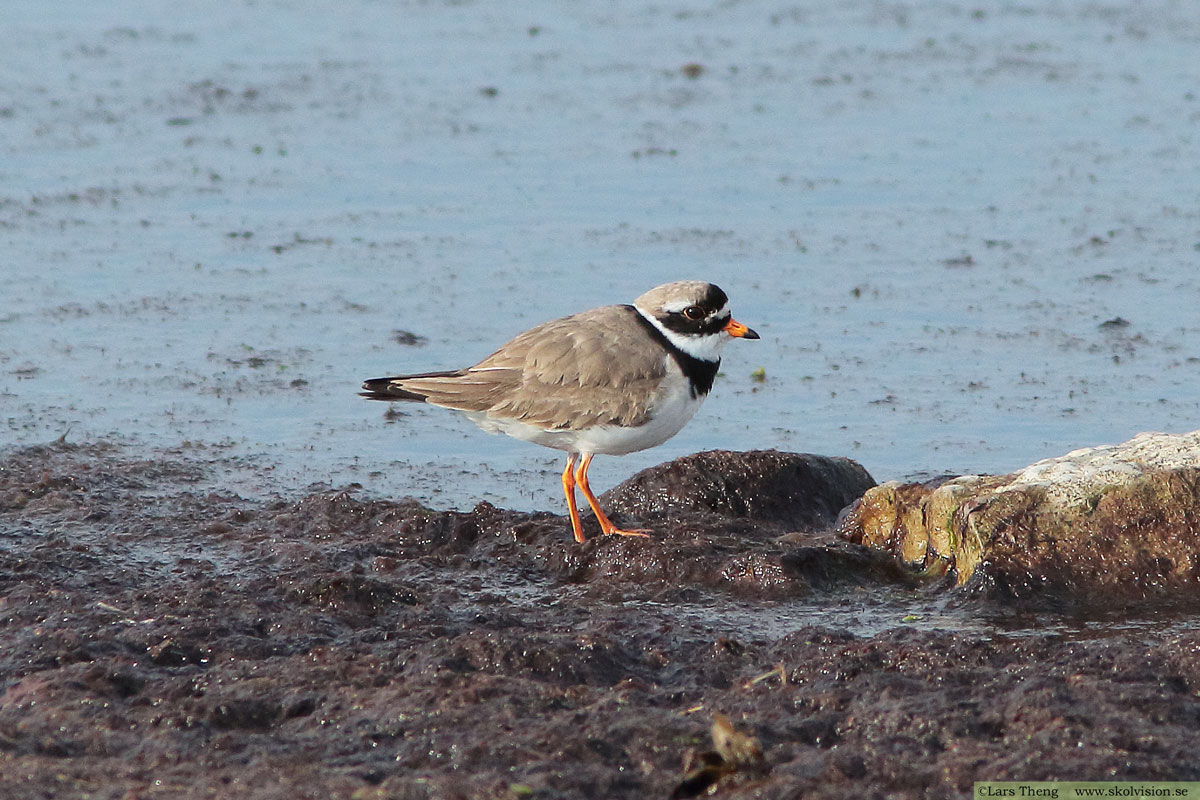 Större strandpipare, Charadrius hiaticula