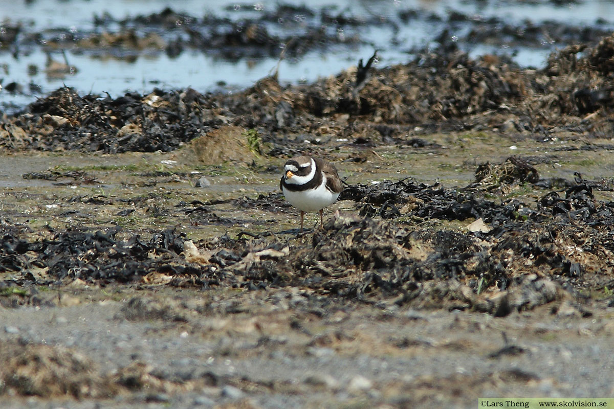 Större strandpipare, Charadrius hiaticula