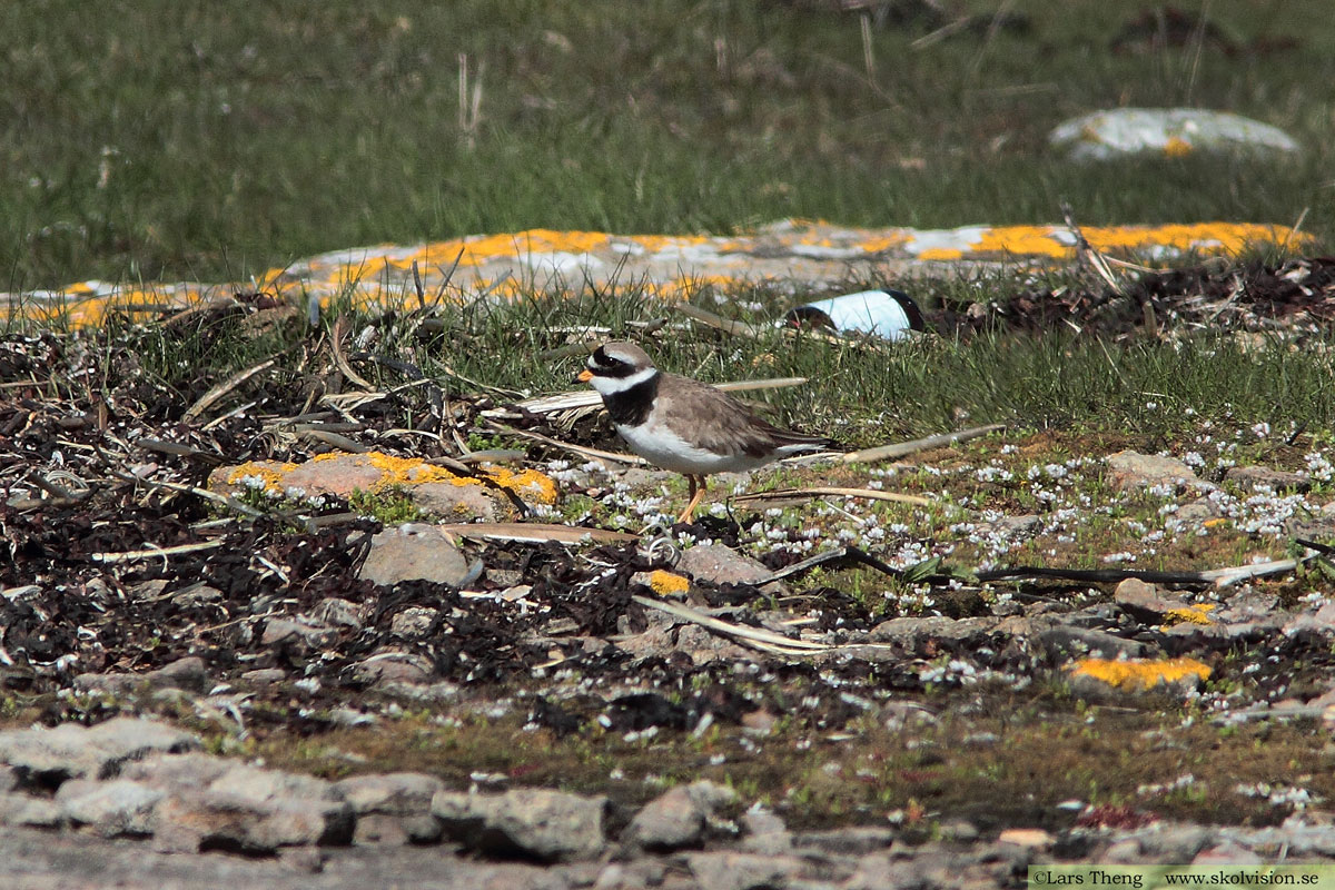 Större strandpipare, Charadrius hiaticula