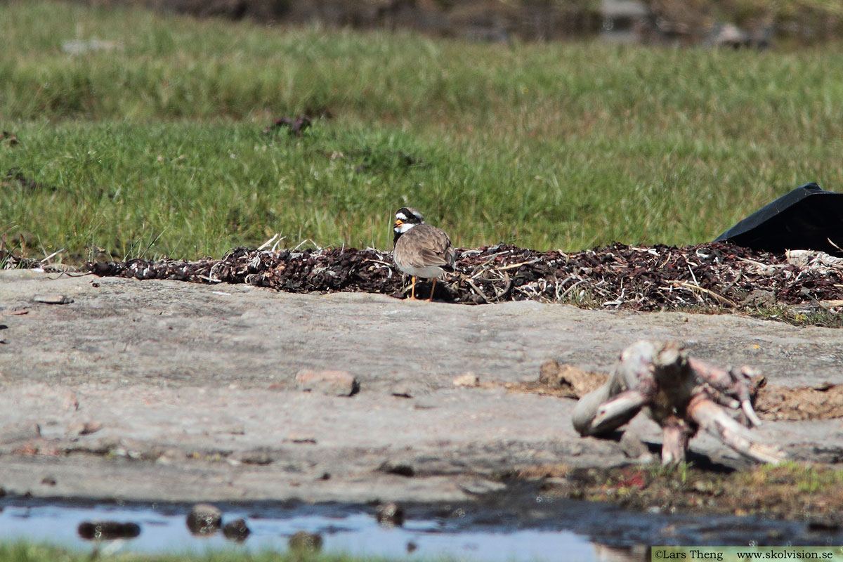 Större strandpipare, Charadrius hiaticula