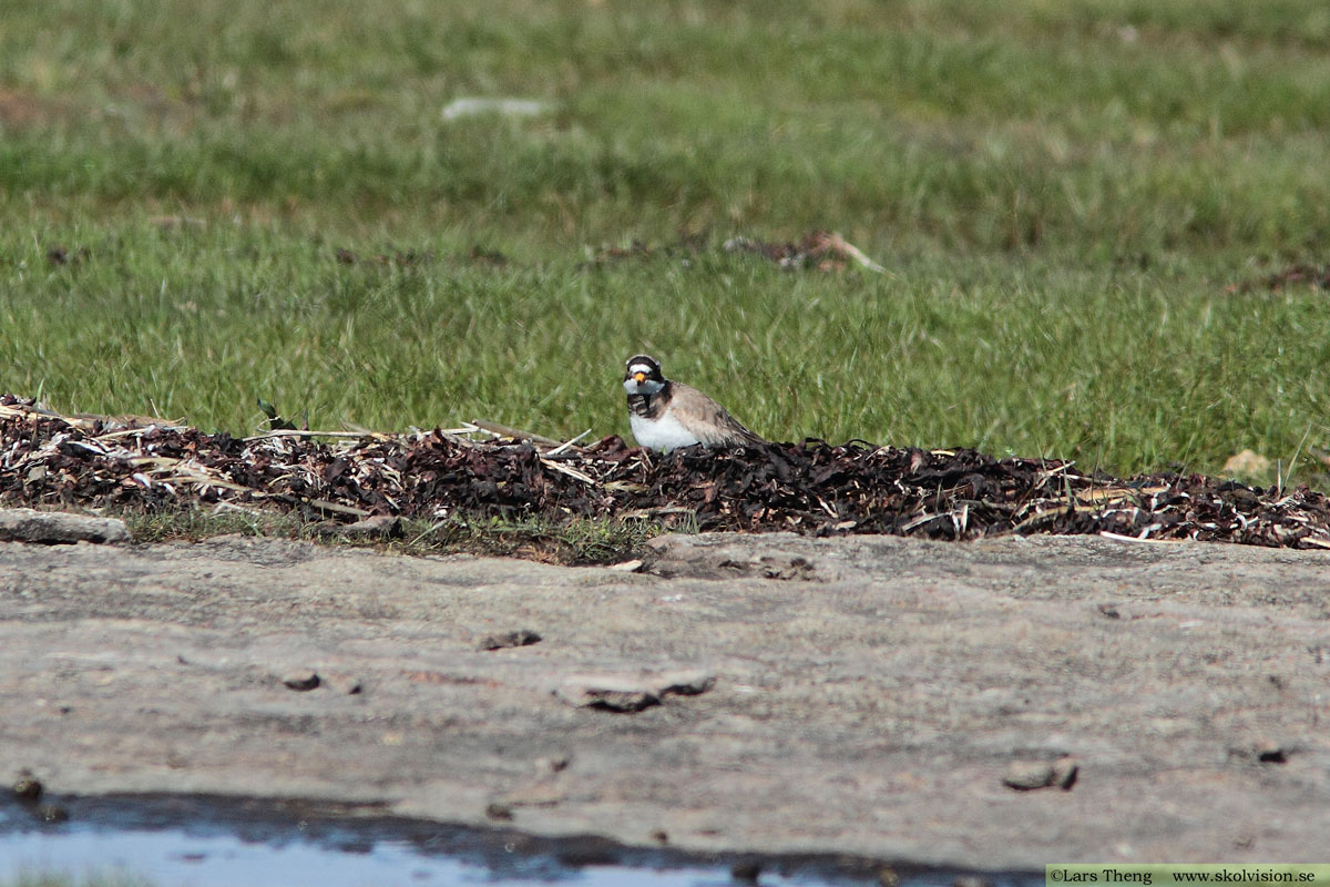 Större strandpipare, Charadrius hiaticula