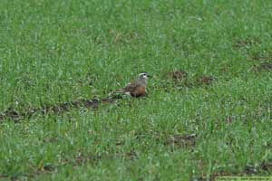 Fjällpipare, Charadrius morinellus