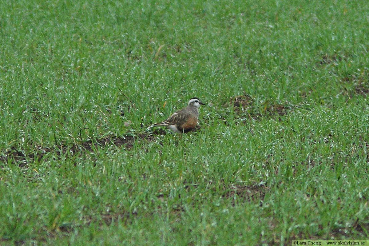 Fjällpipare, Charadrius morinellus