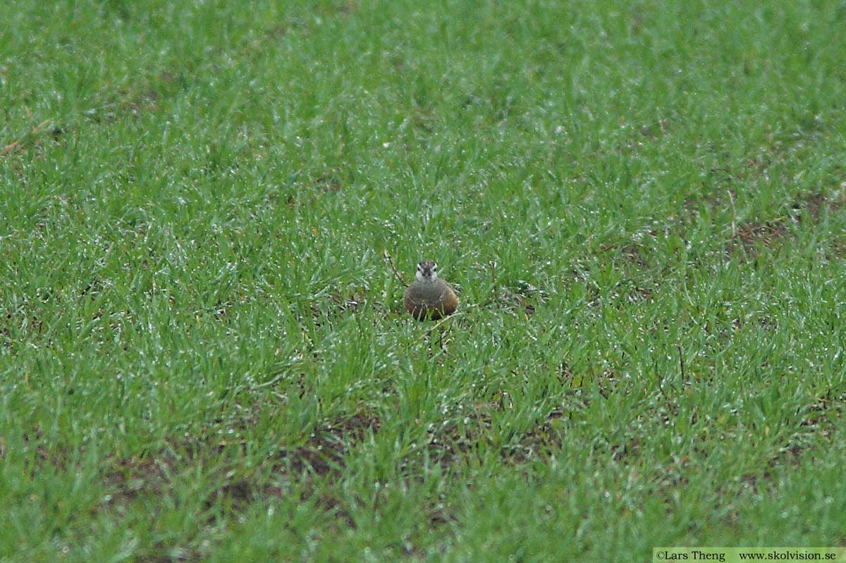 Fjällpipare, Charadrius morinellus