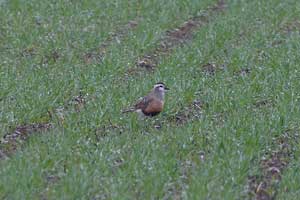 Fjällpipare, Charadrius morinellus