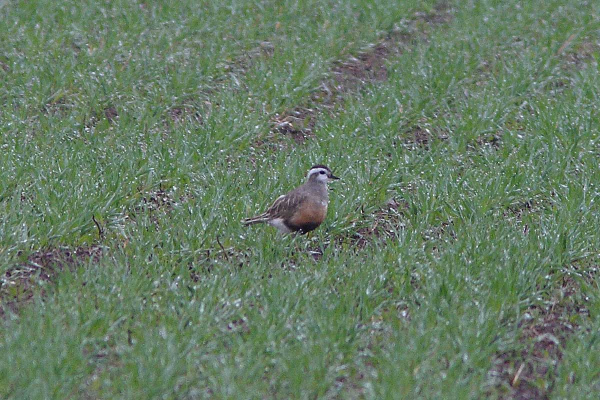 Fjällpipare, Charadrius morinellus