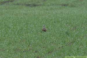 Fjällpipare, Charadrius morinellus