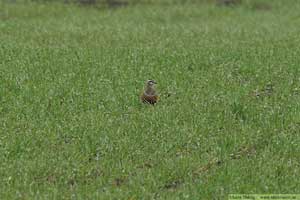 Fjällpipare, Charadrius morinellus