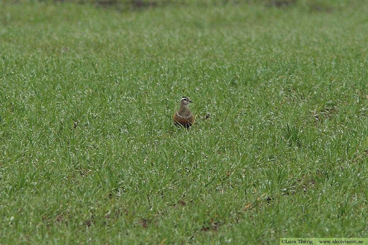 Fjällpipare, Charadrius morinellus