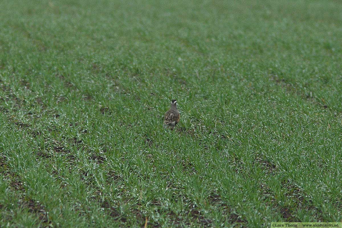 Fjällpipare, Charadrius morinellus