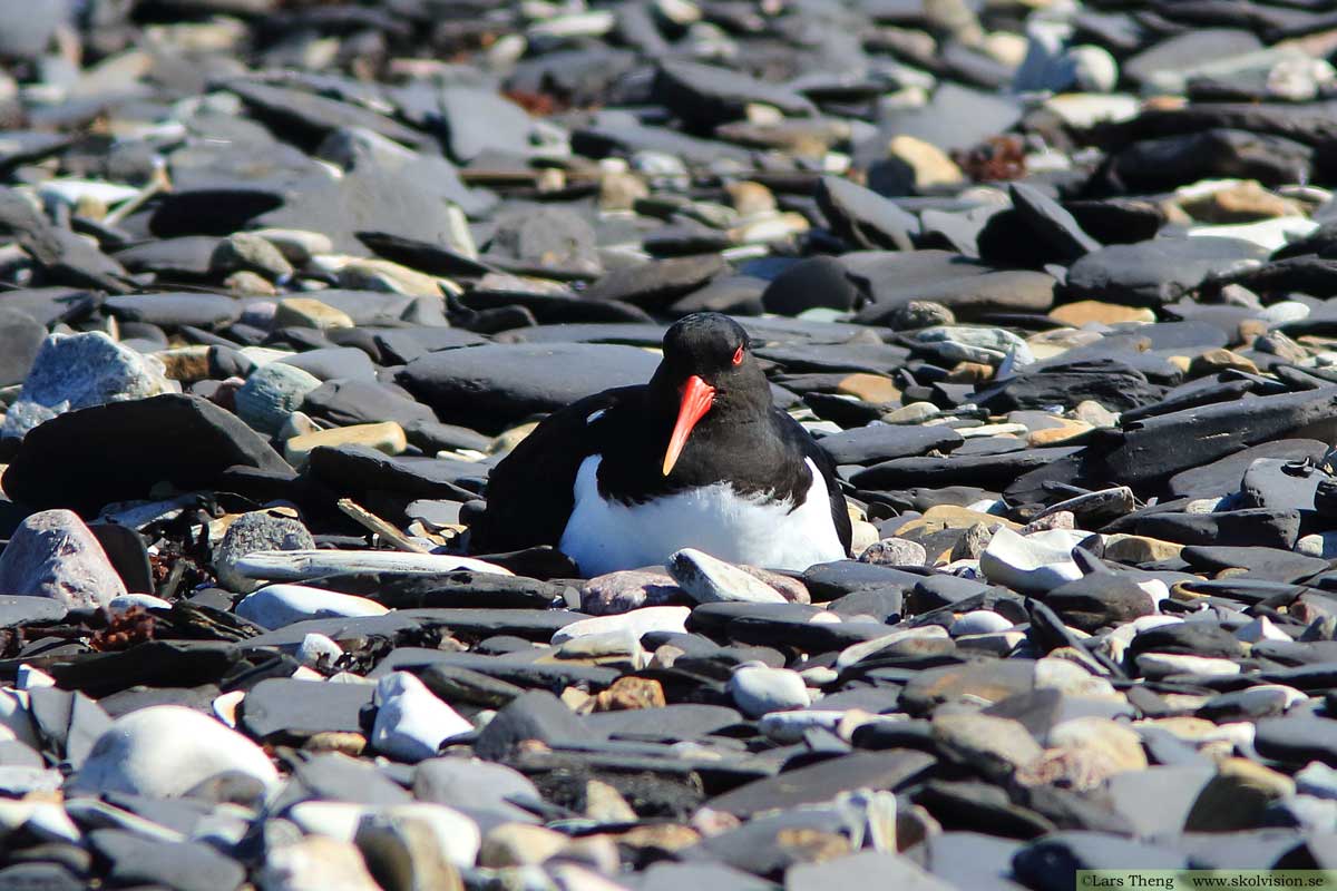 Strandskata, Haematopus ostralegus