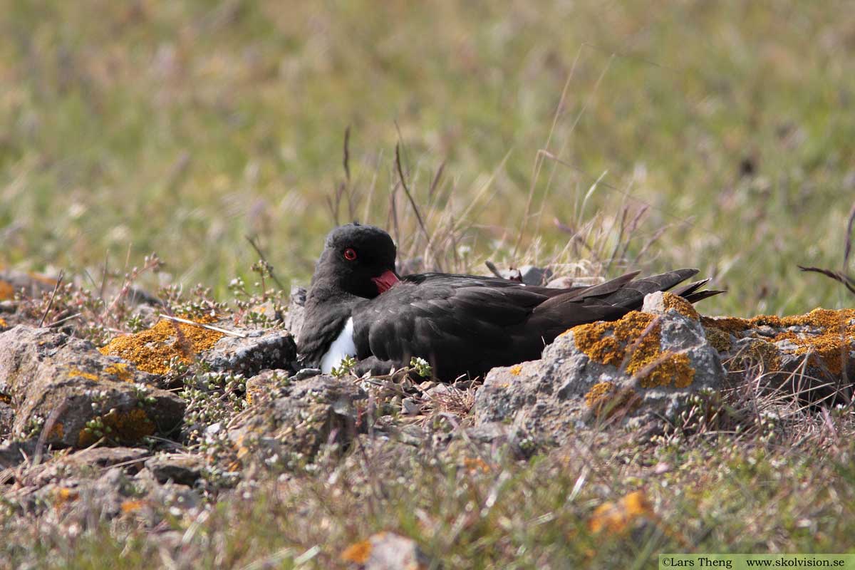 Strandskata, Haematopus ostralegus